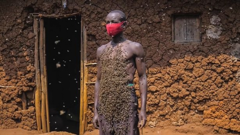 The King of bees is an African who is not afraid of stinging insects