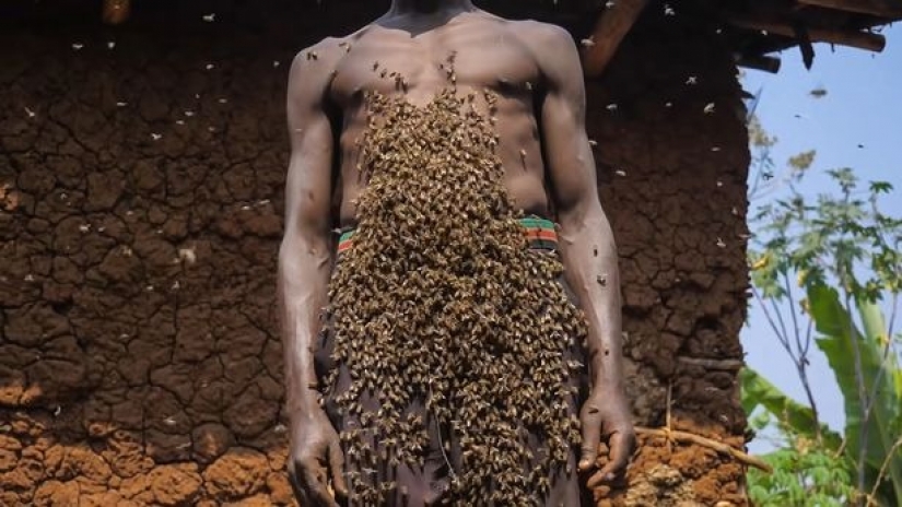 The King of bees is an African who is not afraid of stinging insects