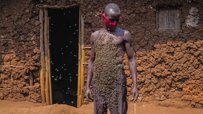 The King of bees is an African who is not afraid of stinging insects
