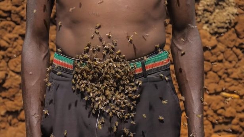 The King of bees is an African who is not afraid of stinging insects