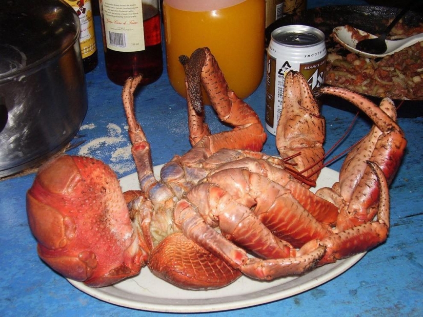 The largest representative arthropods, the coconut crab!