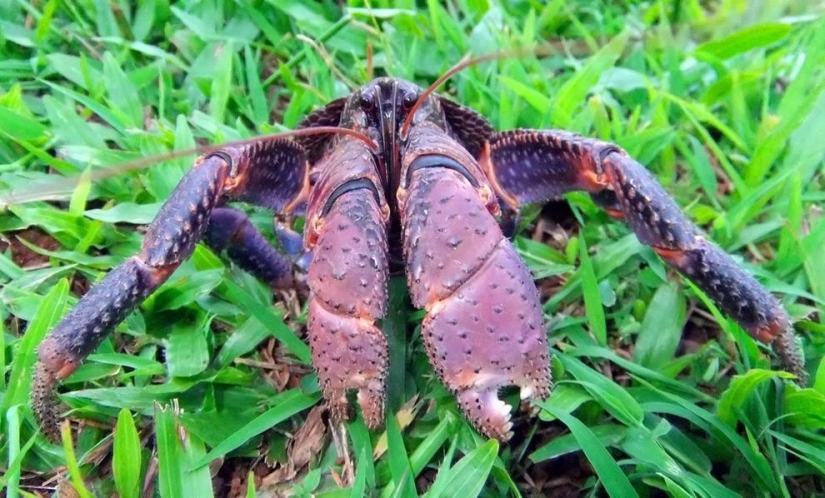 The largest representative arthropods, the coconut crab!