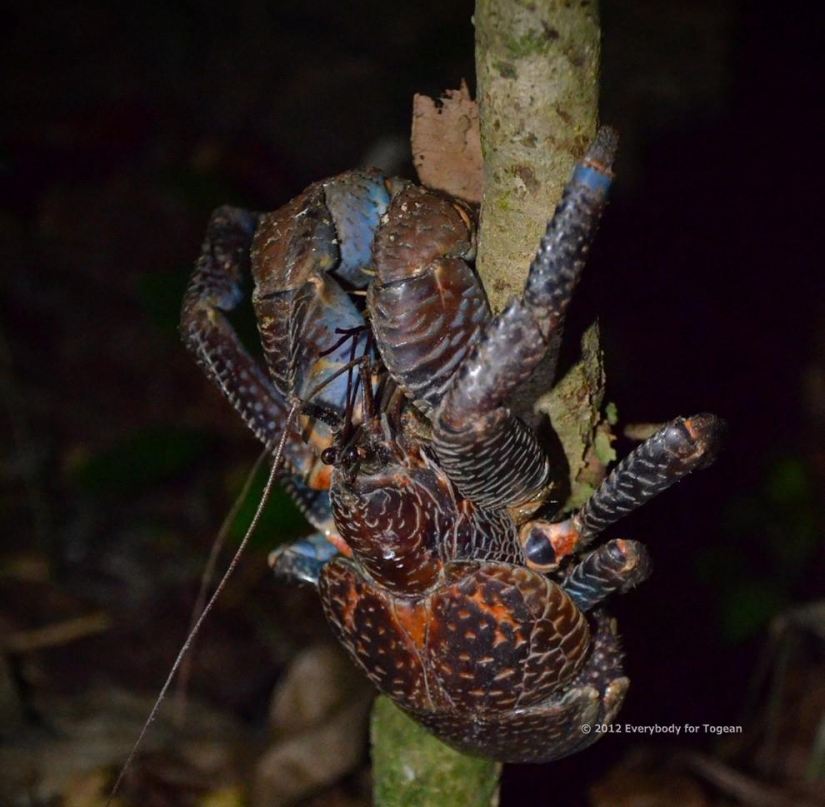 The largest representative arthropods, the coconut crab!
