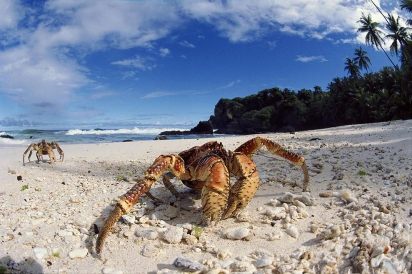 The largest representative arthropods, the coconut crab!