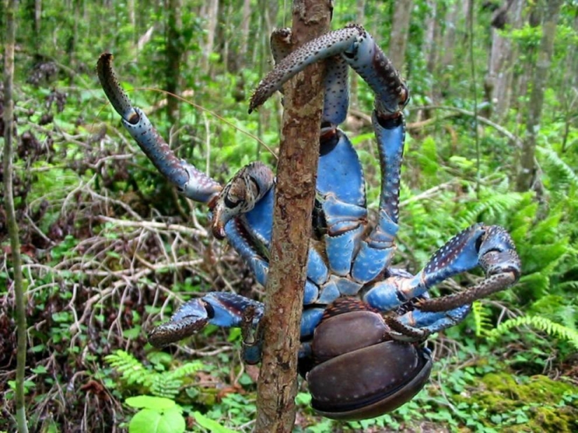 The largest representative arthropods, the coconut crab!