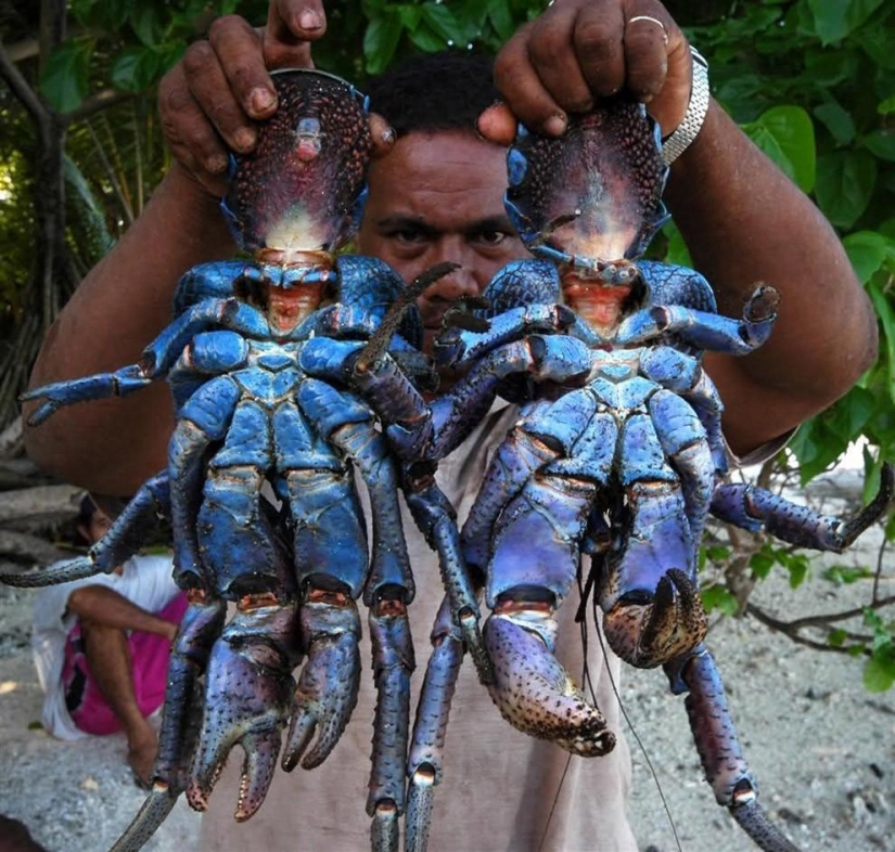 The largest representative arthropods, the coconut crab!