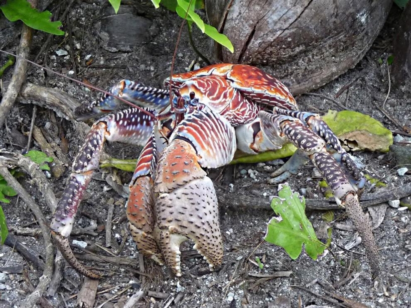 The largest representative arthropods, the coconut crab!