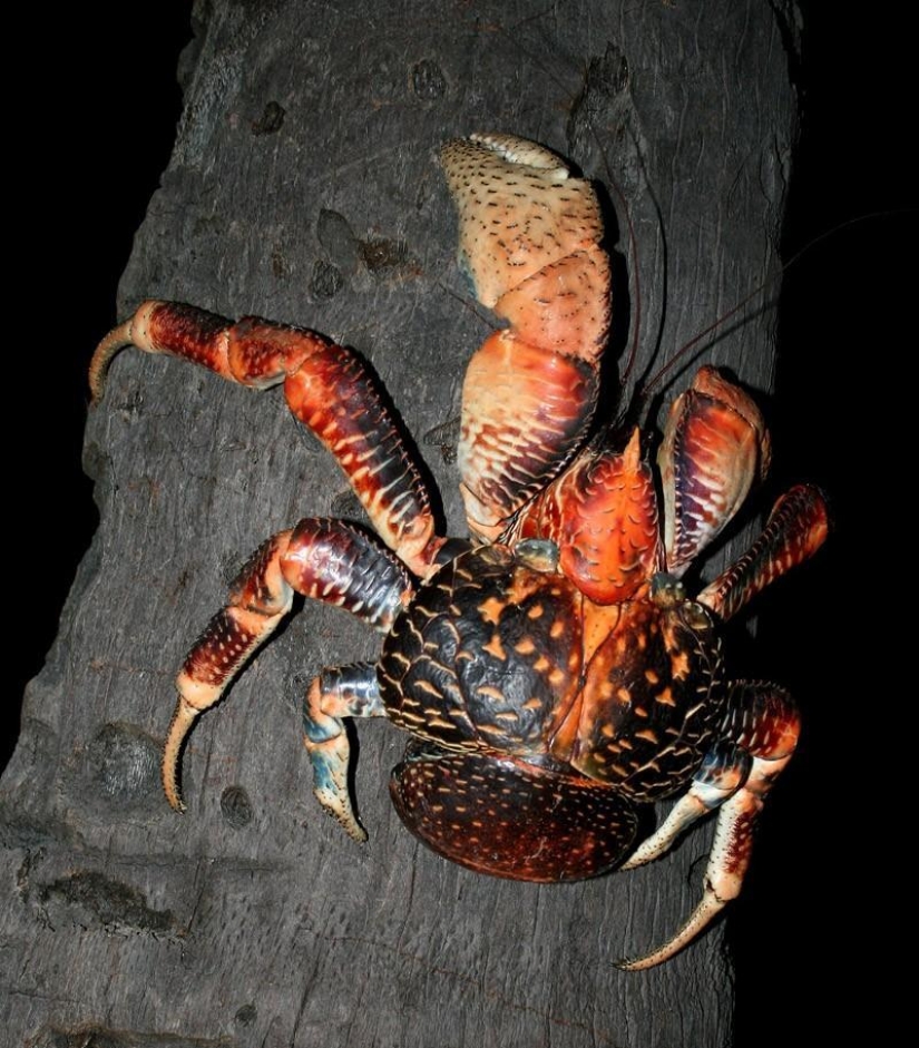 The largest representative arthropods, the coconut crab!