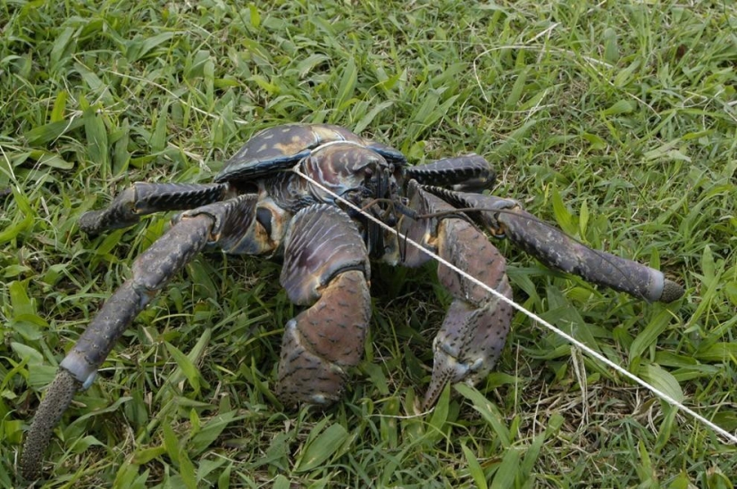 The largest representative arthropods, the coconut crab!