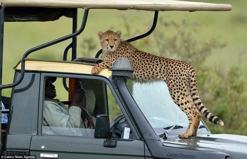 The most awkward moment, when the jeep jumped Cheetah