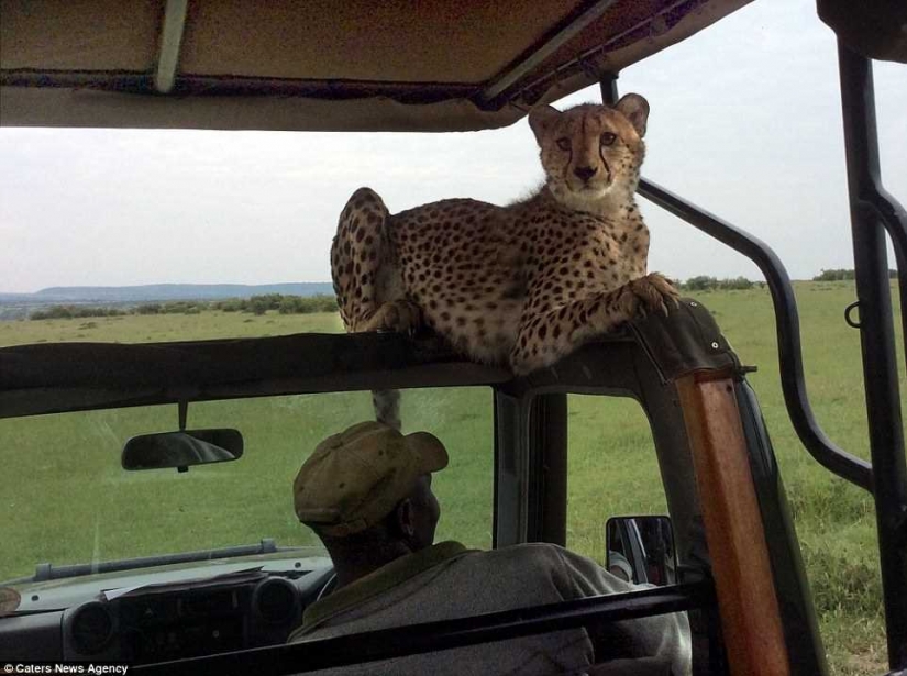 The most awkward moment, when the jeep jumped Cheetah