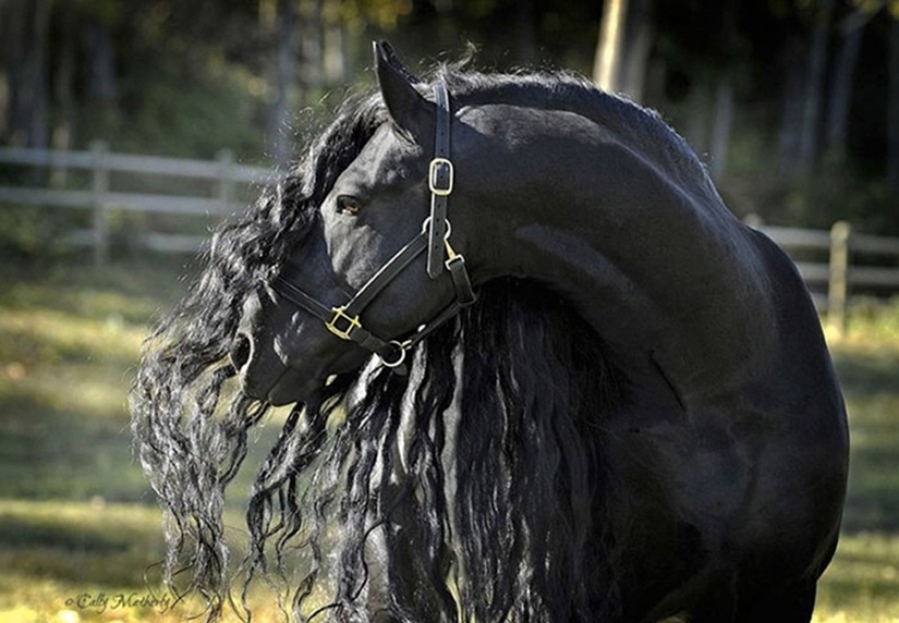 The most beautiful horse in the world — the black stallion Frederick the Great The most beautiful horse in the world — the black stallion Frederick the Great