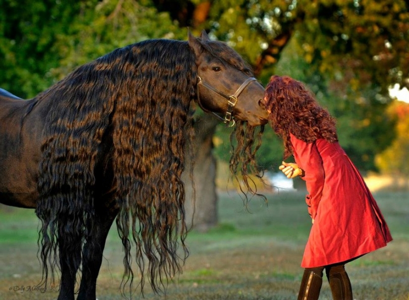 The most beautiful horse in the world — the black stallion Frederick the Great The most beautiful horse in the world — the black stallion Frederick the Great