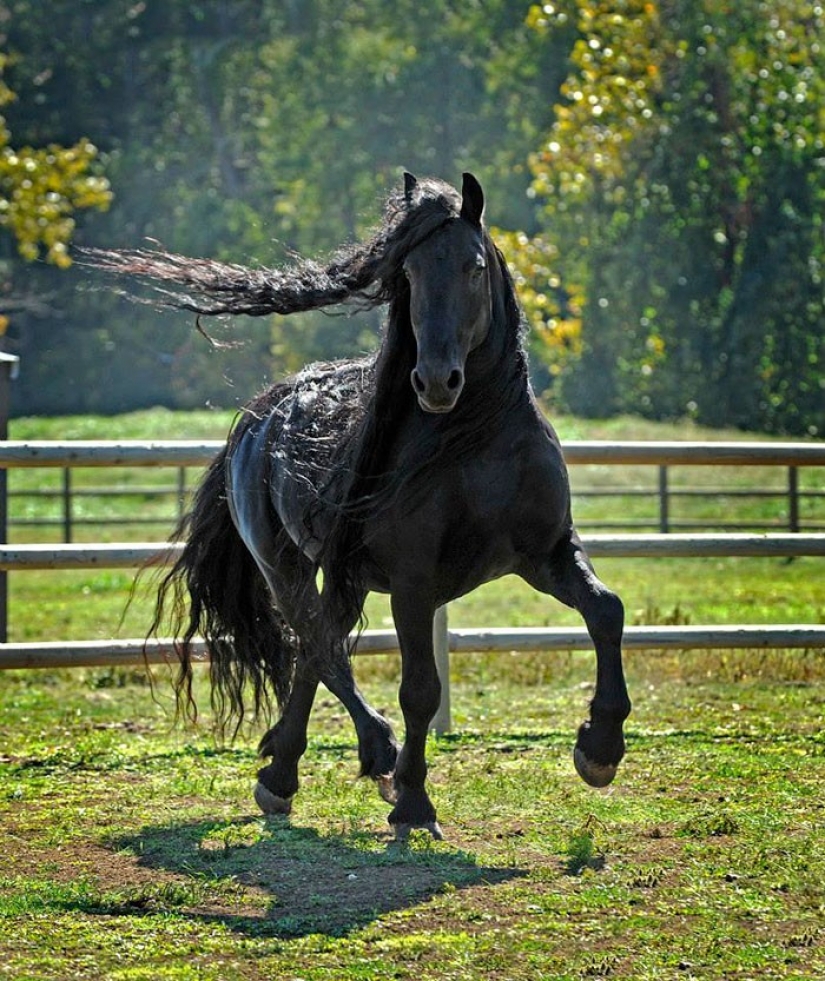 The most beautiful horse in the world — the black stallion Frederick the Great The most beautiful horse in the world — the black stallion Frederick the Great