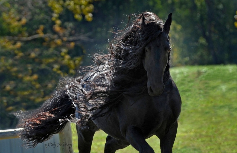 The most beautiful horse in the world — the black stallion Frederick the Great The most beautiful horse in the world — the black stallion Frederick the Great