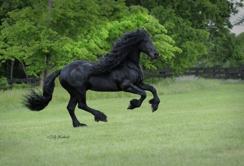 The most beautiful horse in the world — the black stallion Frederick the Great The most beautiful horse in the world — the black stallion Frederick the Great