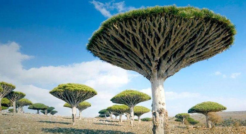 The most strange trees in the world The most strange trees in the world