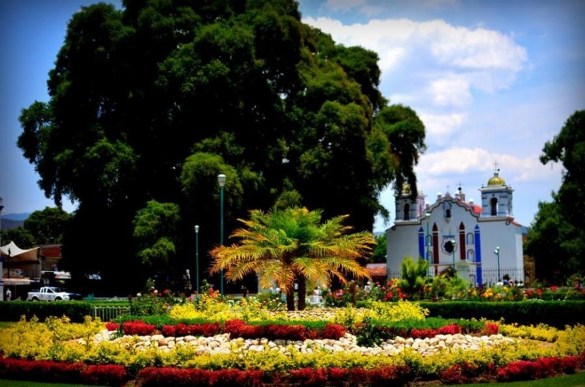 The most strange trees in the world The most strange trees in the world