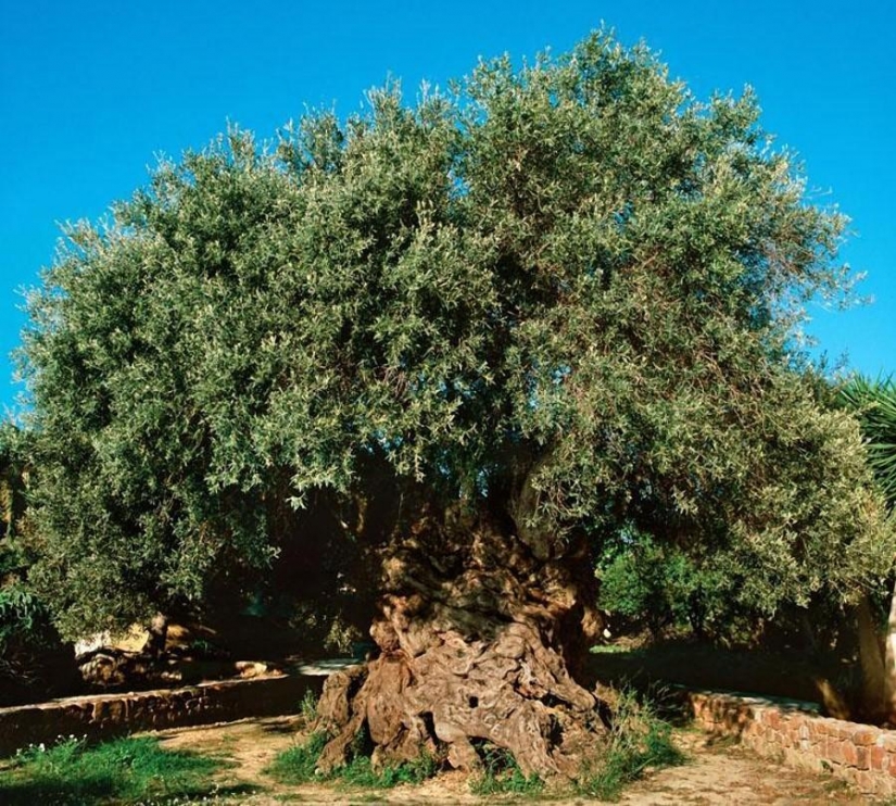 The most strange trees in the world The most strange trees in the world