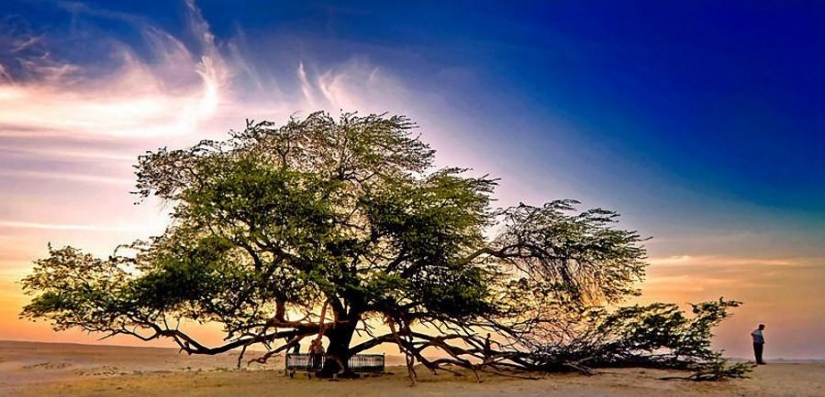 The most strange trees in the world The most strange trees in the world