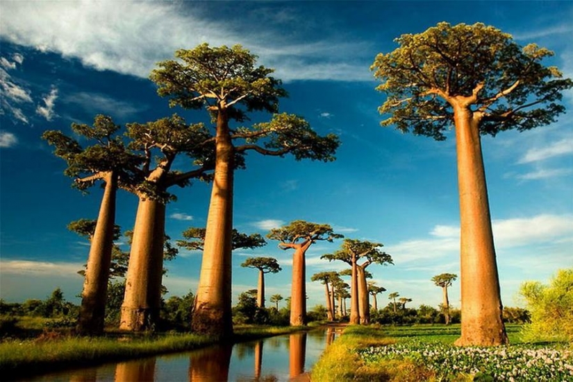 The most strange trees in the world The most strange trees in the world