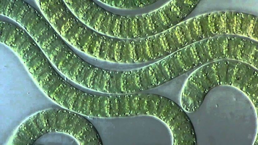 The oldest living things on the planet The oldest living things on the planet