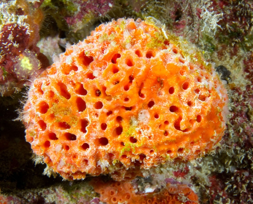 The oldest living things on the planet The oldest living things on the planet