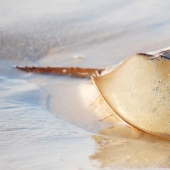 The oldest living things on the planet