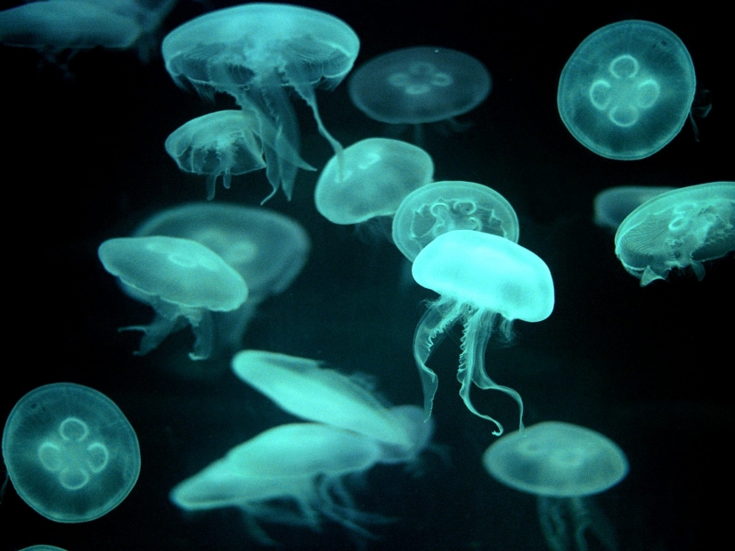 The oldest living things on the planet The oldest living things on the planet