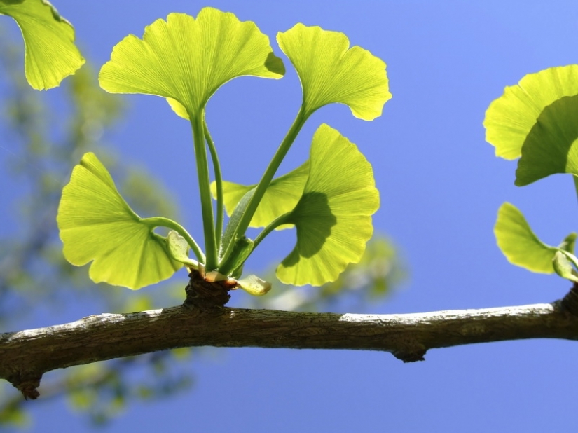 The oldest living things on the planet The oldest living things on the planet
