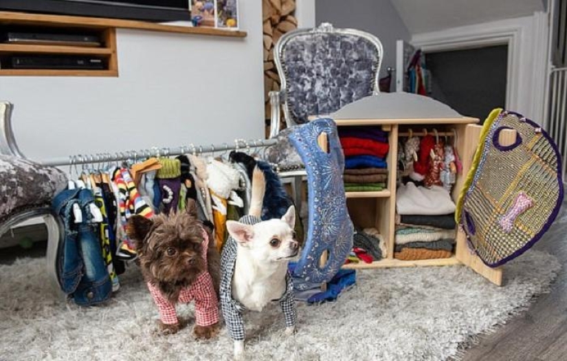 The owner of a spoiled chihuahua spent a fortune on designer outfits for dogs