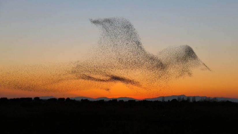 The photographer accidentally took a unique picture and noticed it only at home The photographer accidentally took a unique picture and noticed it only at home
