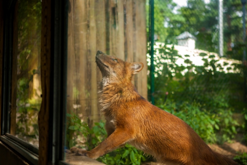 The real life of animals in zoos