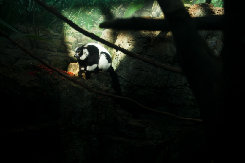 The real life of animals in zoos