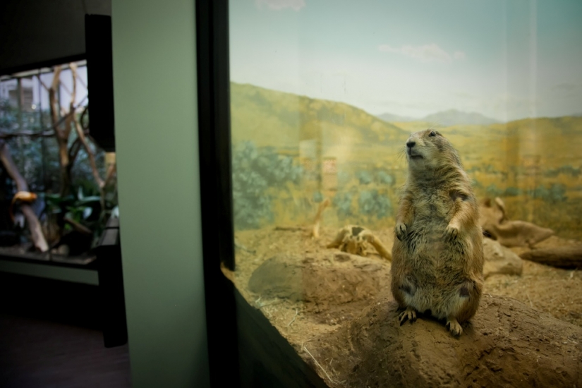 The real life of animals in zoos