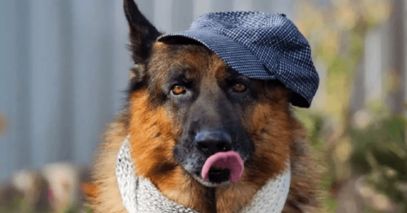 The story of Gunther the dog, who inherited the mistress's millions, turned out to be a fake