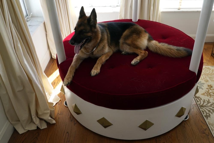 The story of Gunther the dog, who inherited the mistress's millions, turned out to be a fake