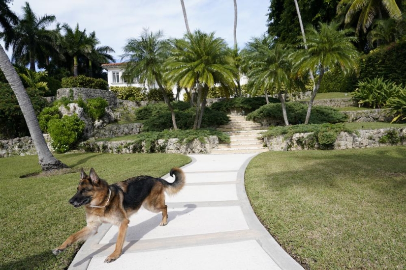 The story of Gunther the dog, who inherited the mistress's millions, turned out to be a fake