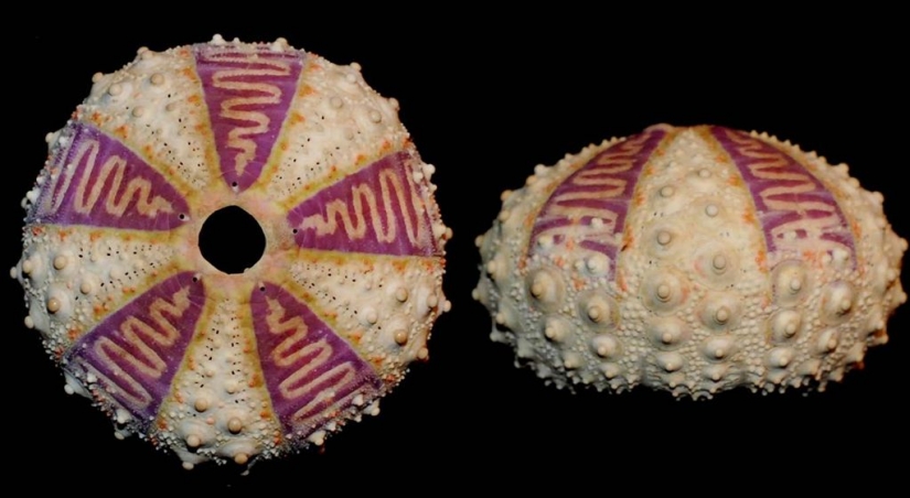 The strangest things sold or sold on eBay The strangest things sold or sold on eBay