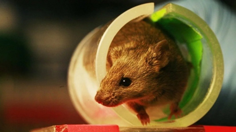 The Universe-25 experiment: How Heaven became Hell