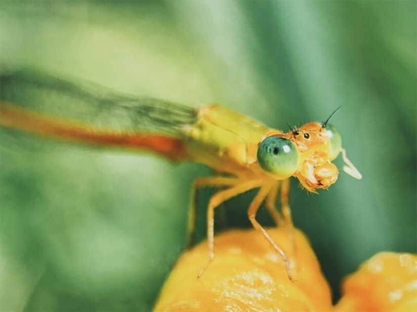 The winners of the 10th competition of mobile photography Mobile Photography Awards-2021 The winners of the 10th competition of mobile photography Mobile Photography Awards-2021