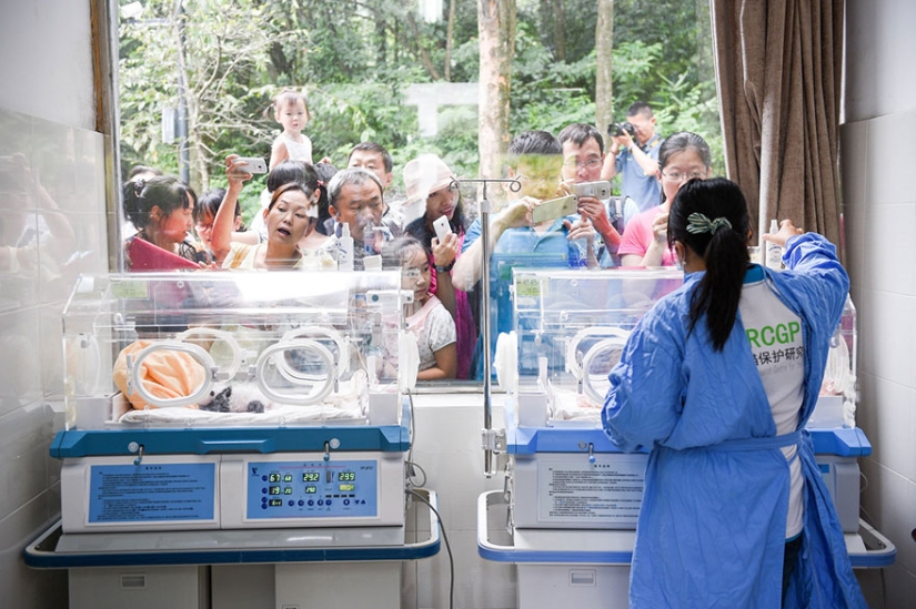 These panda babies will make you die of emotion! These panda babies will make you die of emotion!