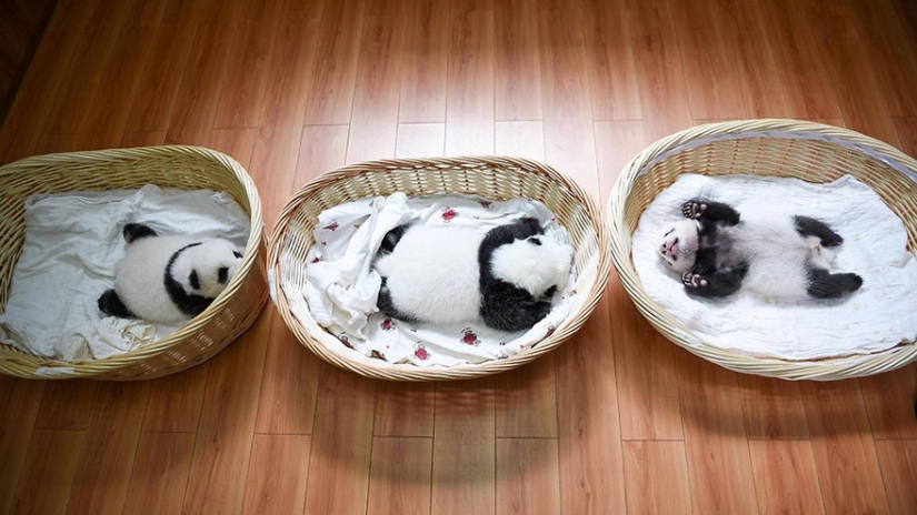 These panda babies will make you die of emotion! These panda babies will make you die of emotion!