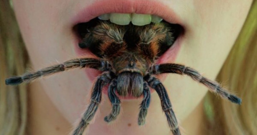 They already crawling over you: top 10 creepy Australian killer spiders They already crawling over you: top 10 creepy Australian killer spiders