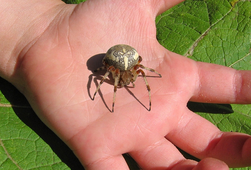 They already crawling over you: top 10 creepy Australian killer spiders They already crawling over you: top 10 creepy Australian killer spiders