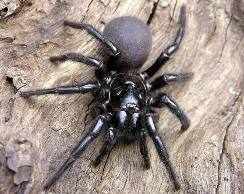 They already crawling over you: top 10 creepy Australian killer spiders They already crawling over you: top 10 creepy Australian killer spiders