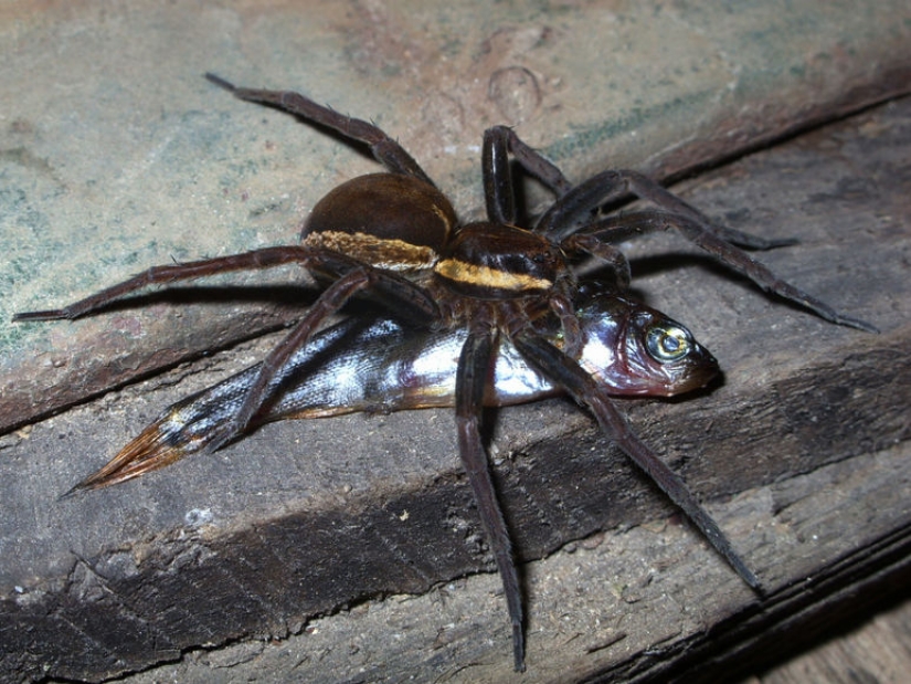 They already crawling over you: top 10 creepy Australian killer spiders They already crawling over you: top 10 creepy Australian killer spiders