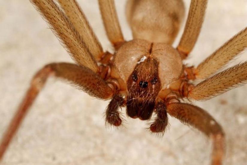 They already crawling over you: top 10 creepy Australian killer spiders They already crawling over you: top 10 creepy Australian killer spiders