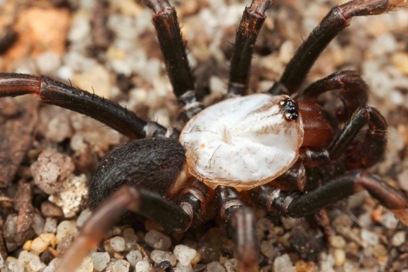 They already crawling over you: top 10 creepy Australian killer spiders They already crawling over you: top 10 creepy Australian killer spiders