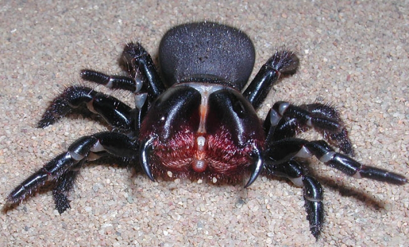 They already crawling over you: top 10 creepy Australian killer spiders They already crawling over you: top 10 creepy Australian killer spiders
